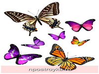 Фотопечать бабочки Фото 35