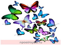 Фотопечать бабочки Фото 144